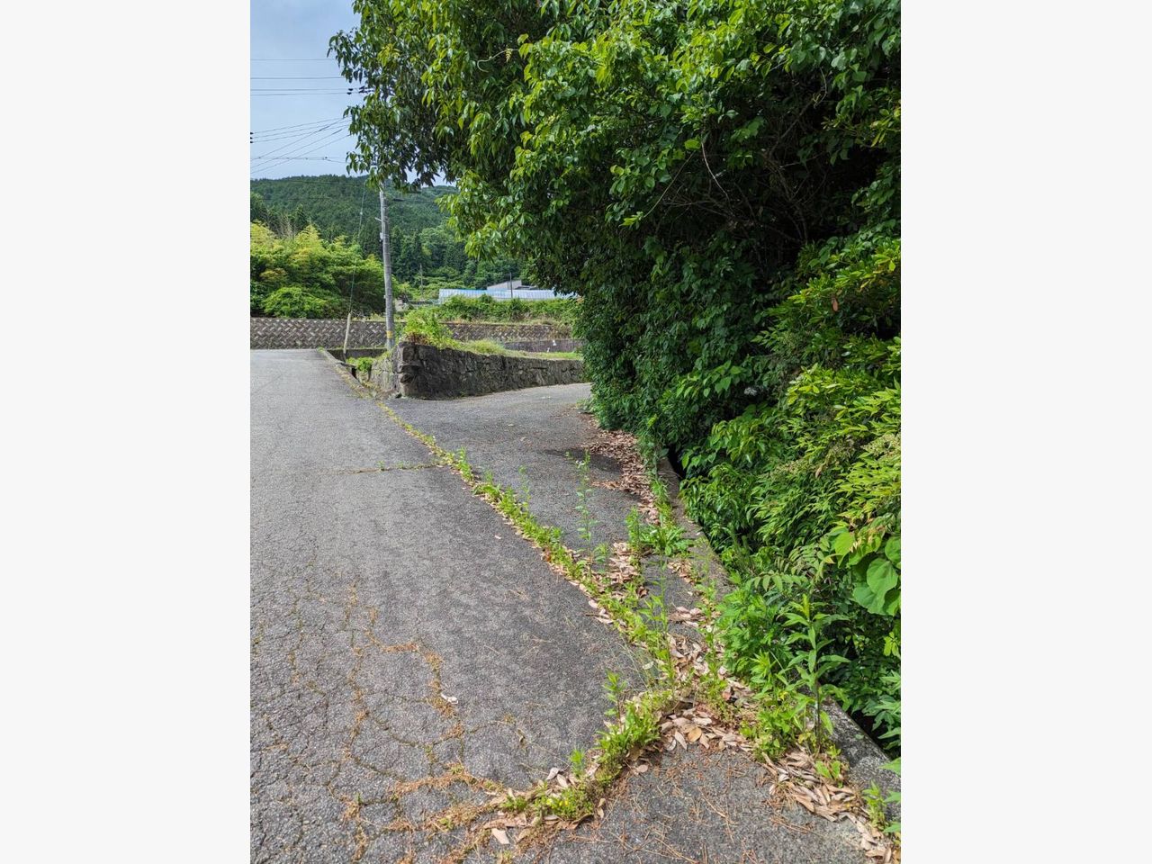 東広島市に木の剪定と草抜きに行きました♪の施工前画像