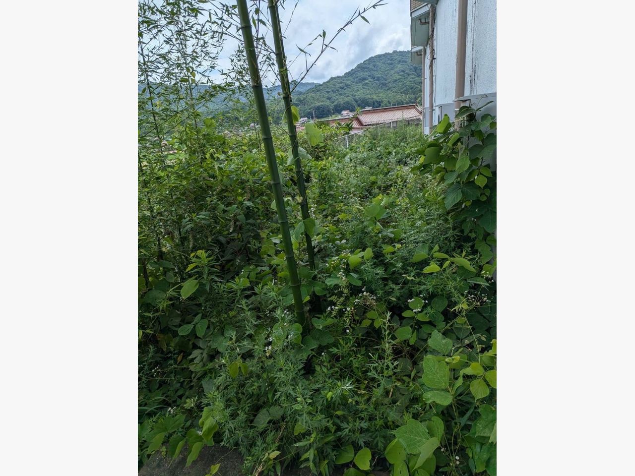 東広島市にマンション周りの草刈りに行きました☆の施工前画像