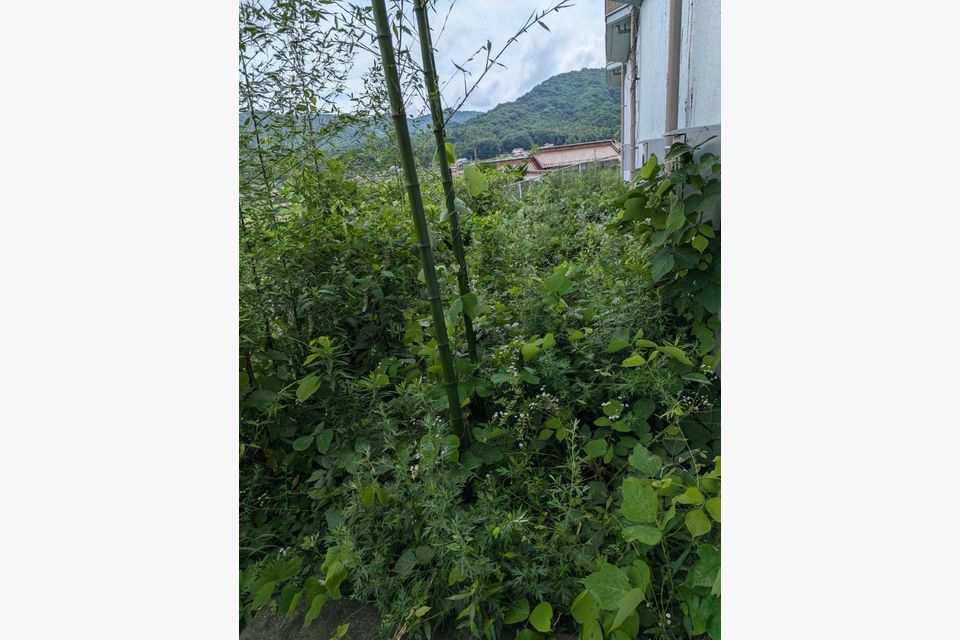 東広島市にマンション周りの草刈りに行きました☆の施工前画像