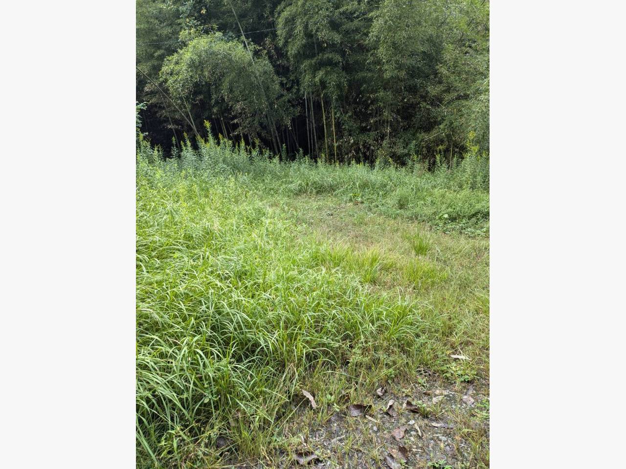 東広島市に草刈りに行きました♪の施工前画像