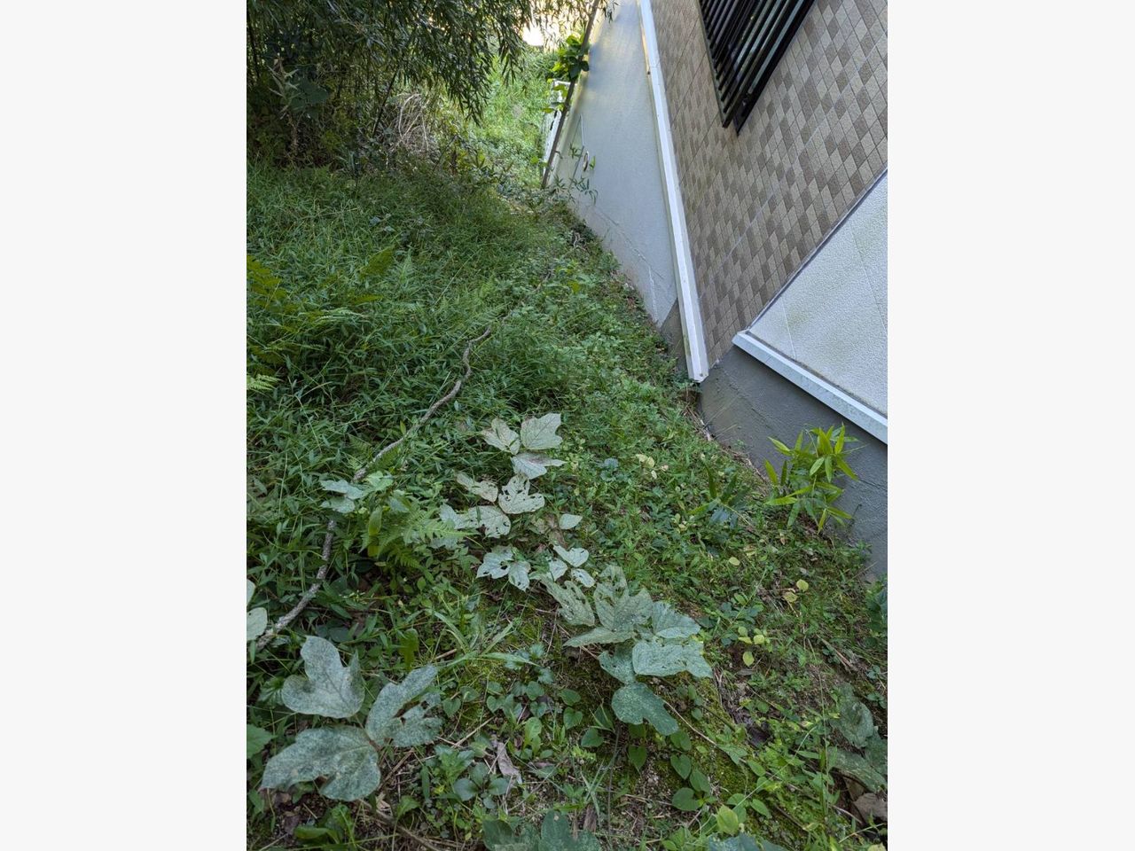 マンションの周りの草刈りに行きました☆の施工前画像