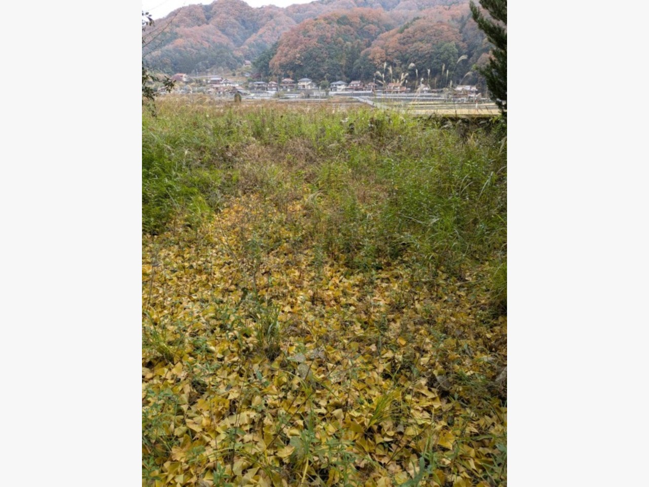 東広島市に草刈りに行きました♪の施工前画像