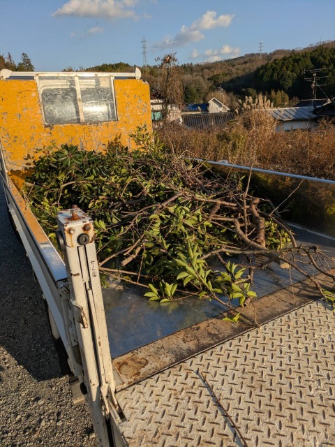 広島市西区に木の伐採に行きました☆の画像