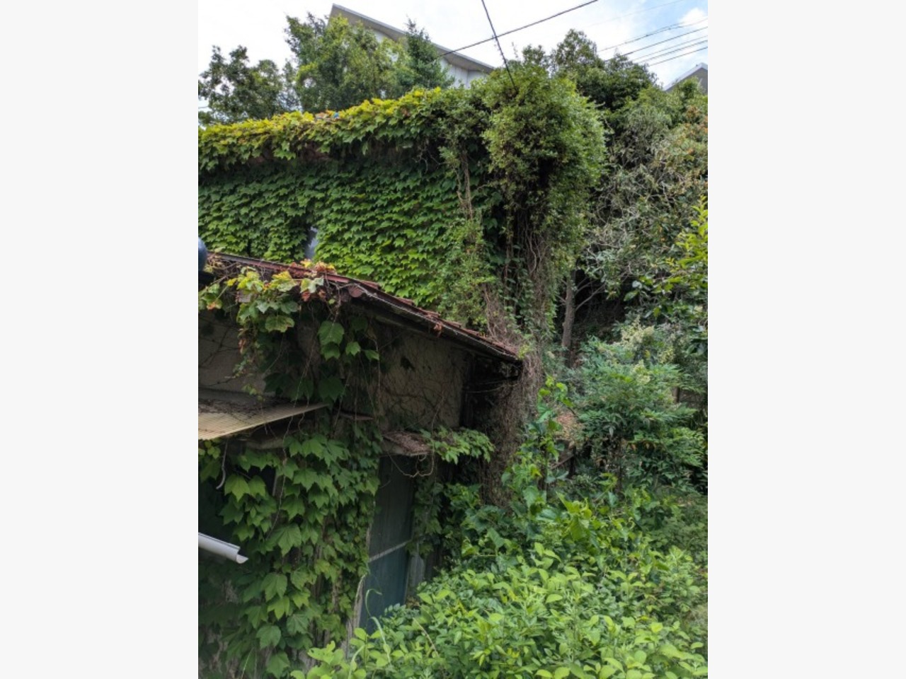 広島市内の空き家の草取りをしました☆の施工前画像